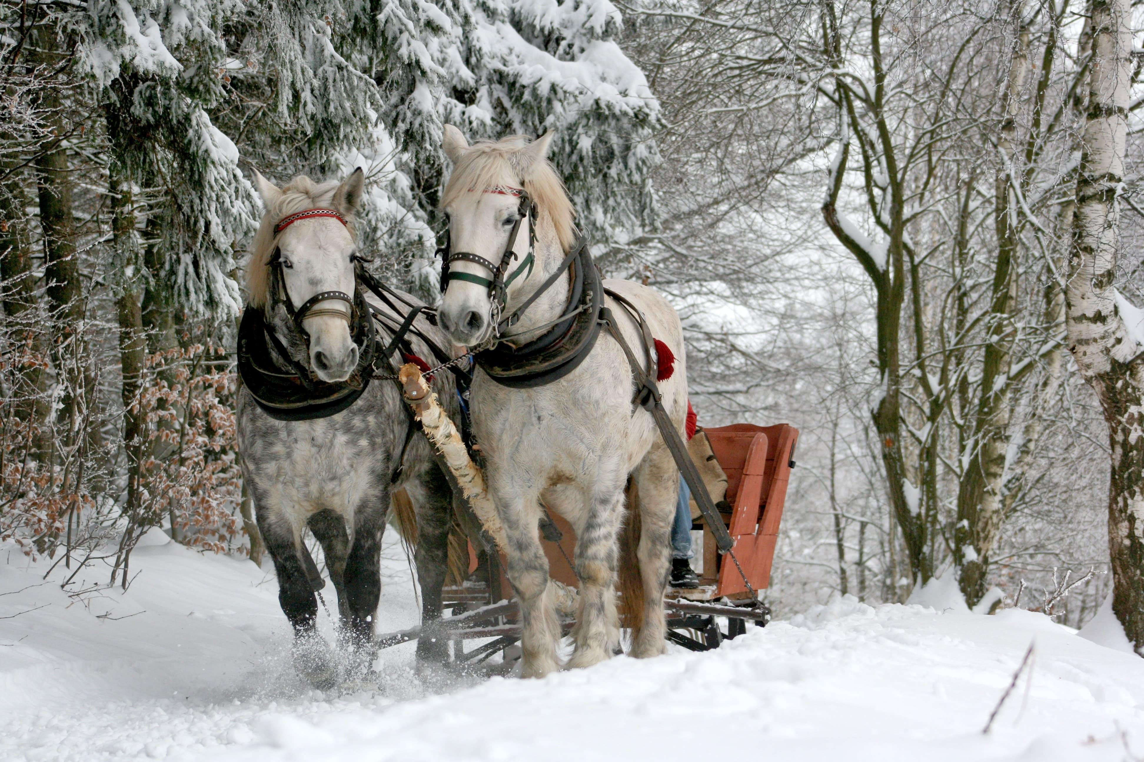 Two horses drawing a carriage through the snow in the forest