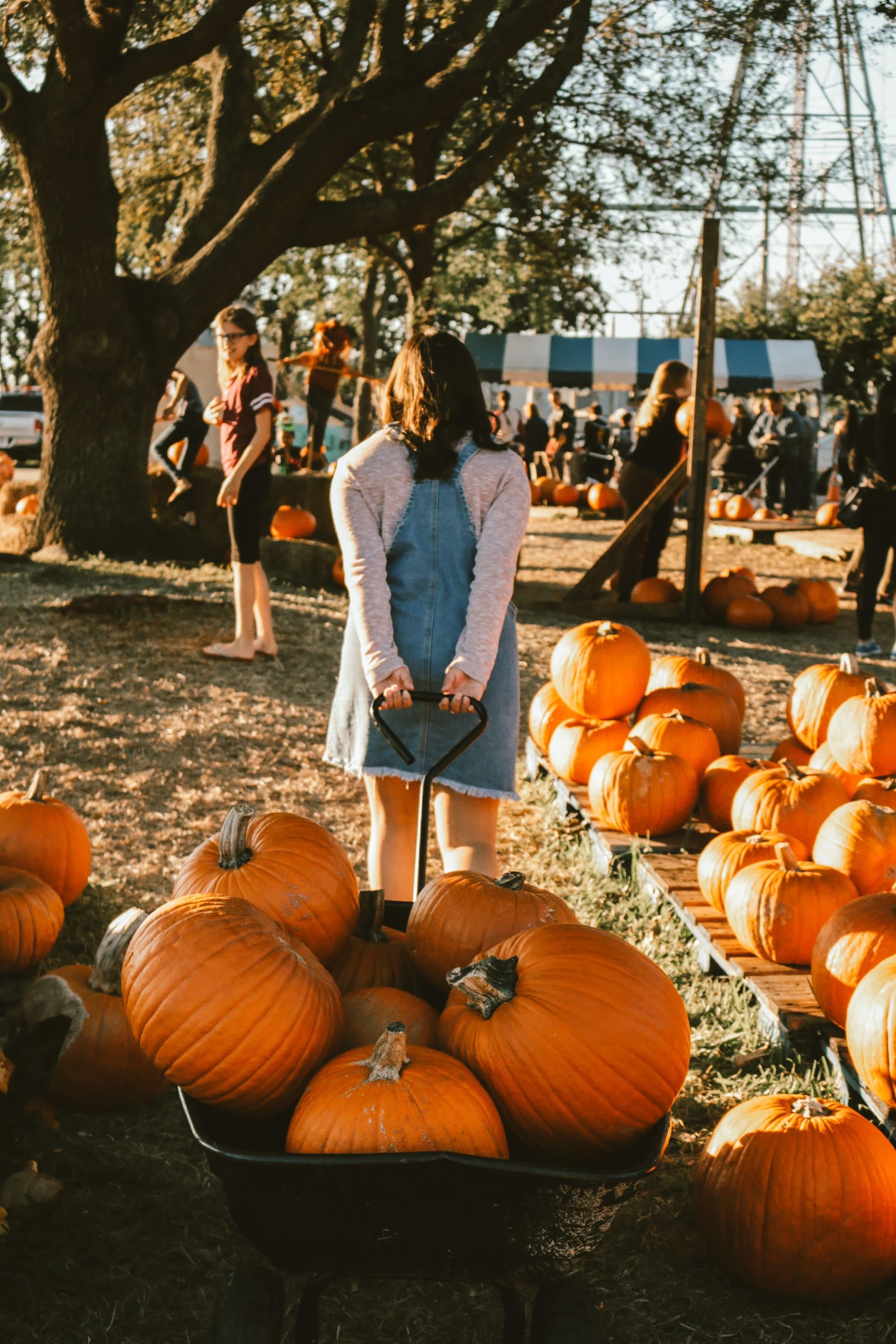 A young girl pulling a wagon full of pumpkins at a fall festival