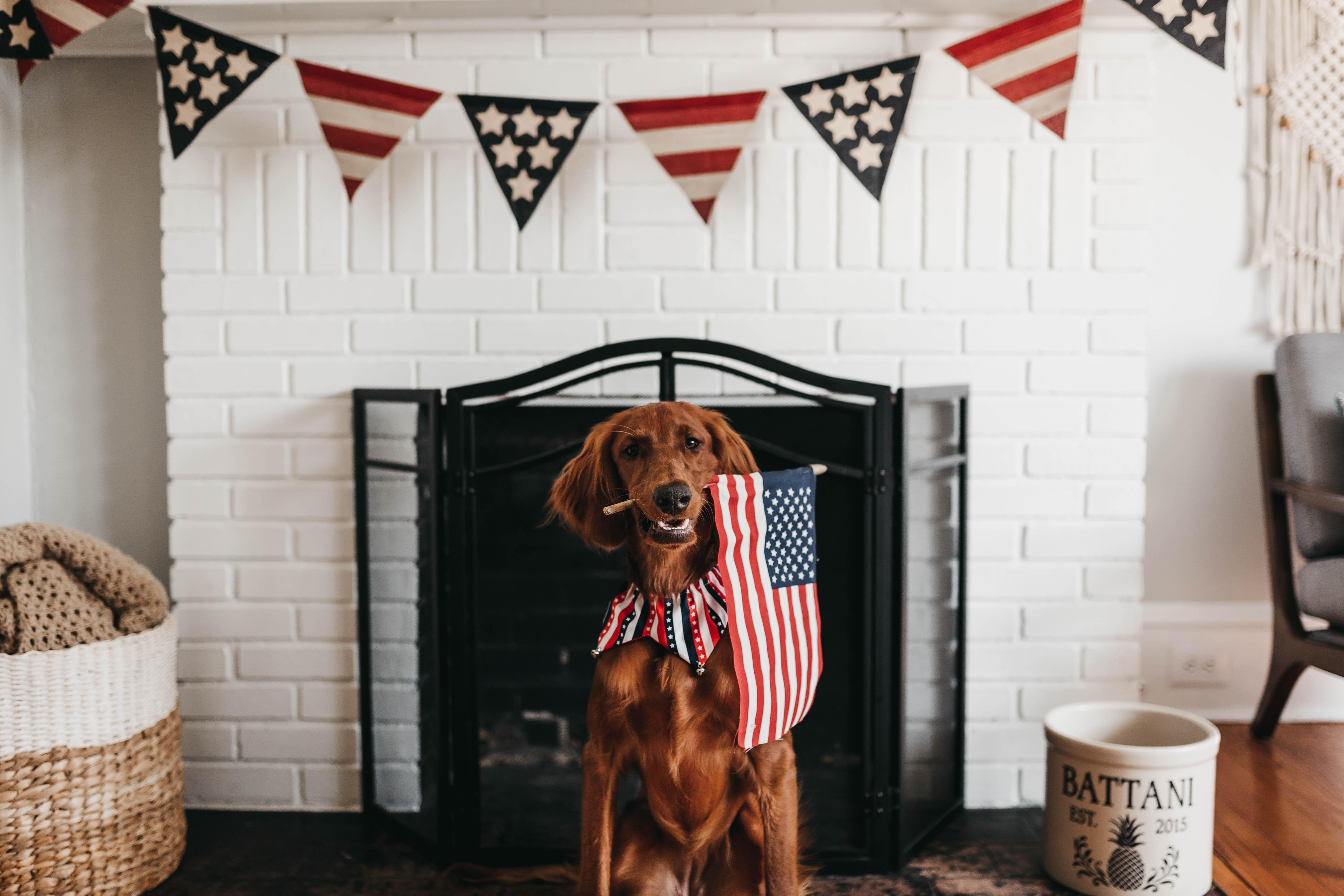 A brown, long-haired dog holding an American flag in its mouth in front of a fireplace decorated with stars and stripes