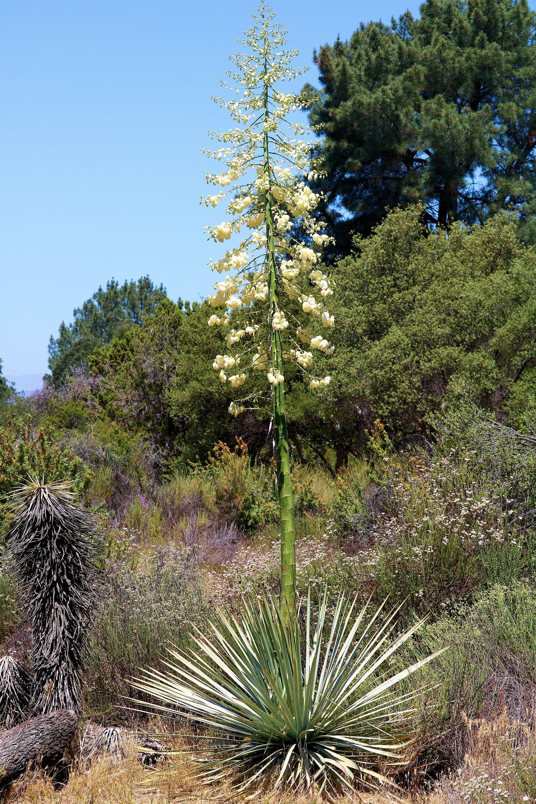 A spiky green yucca plant with a tall blossom