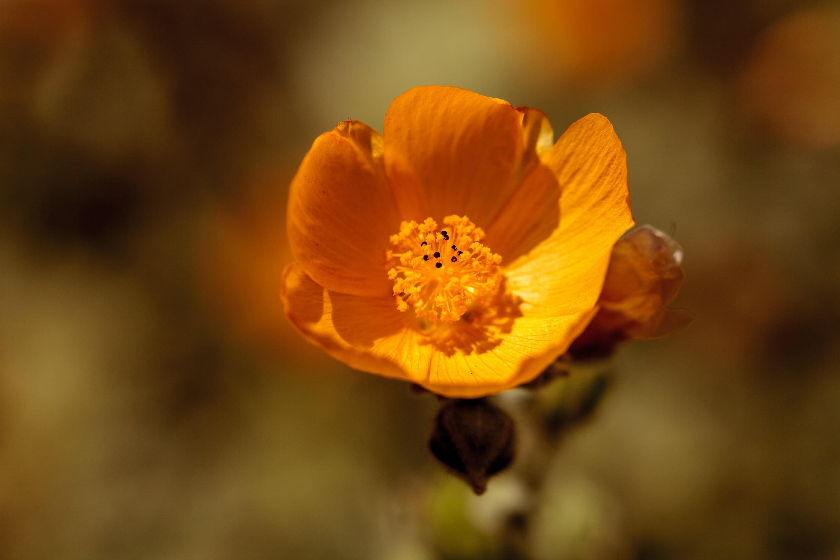 An orange blossom with a selective blur in the background