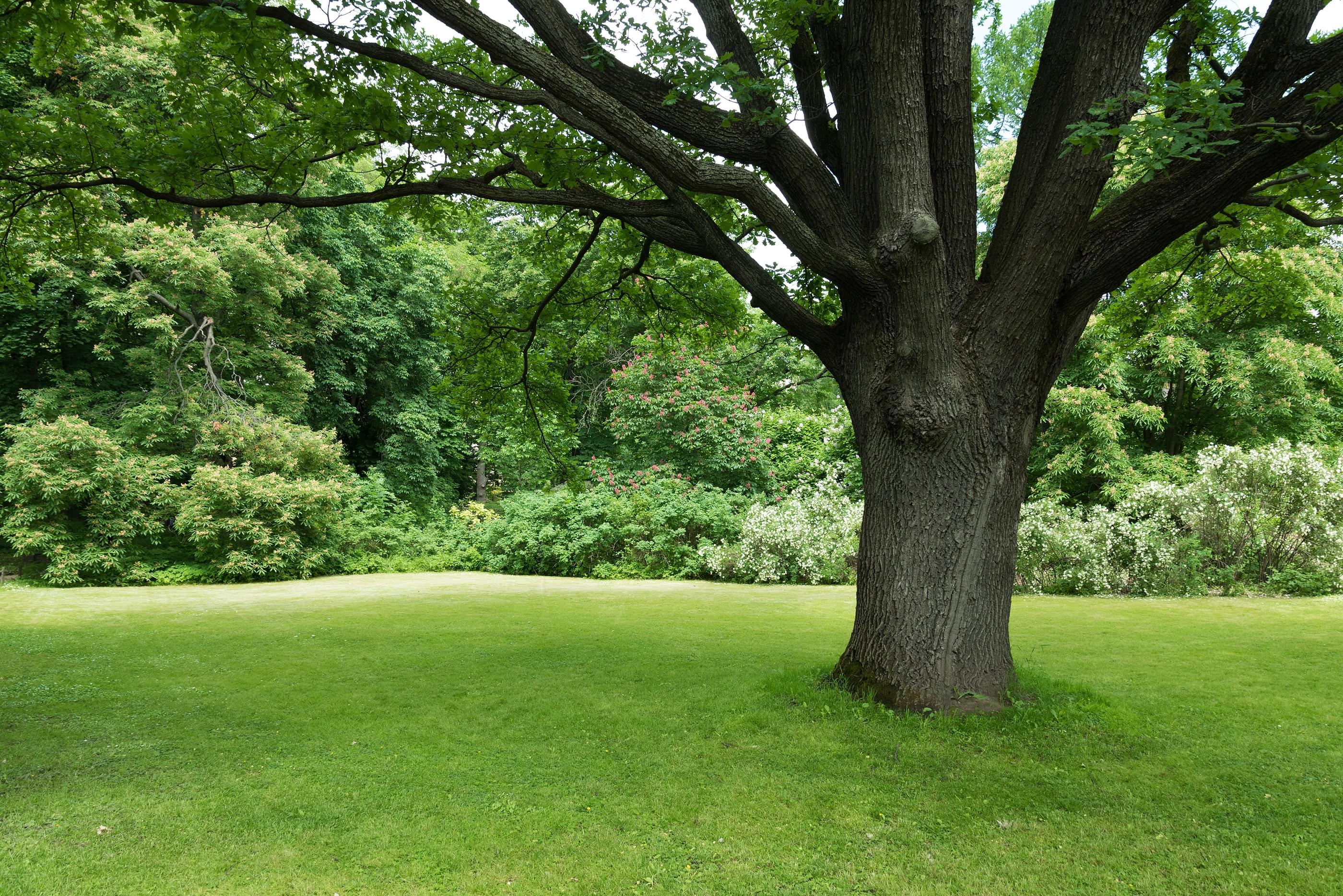 A large shade tree on green grass with more trees in the background