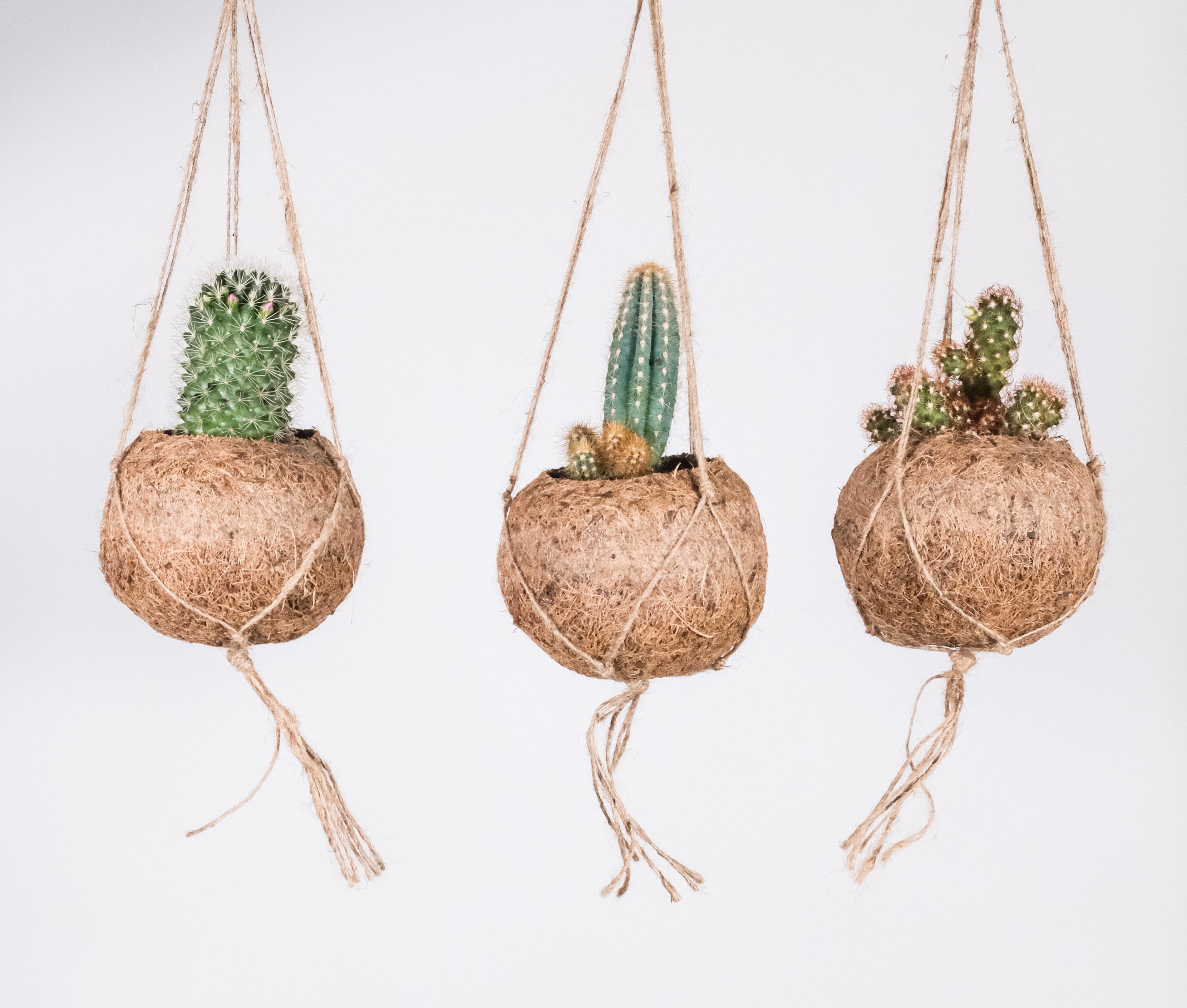 Three cacti in natural hanging pots
