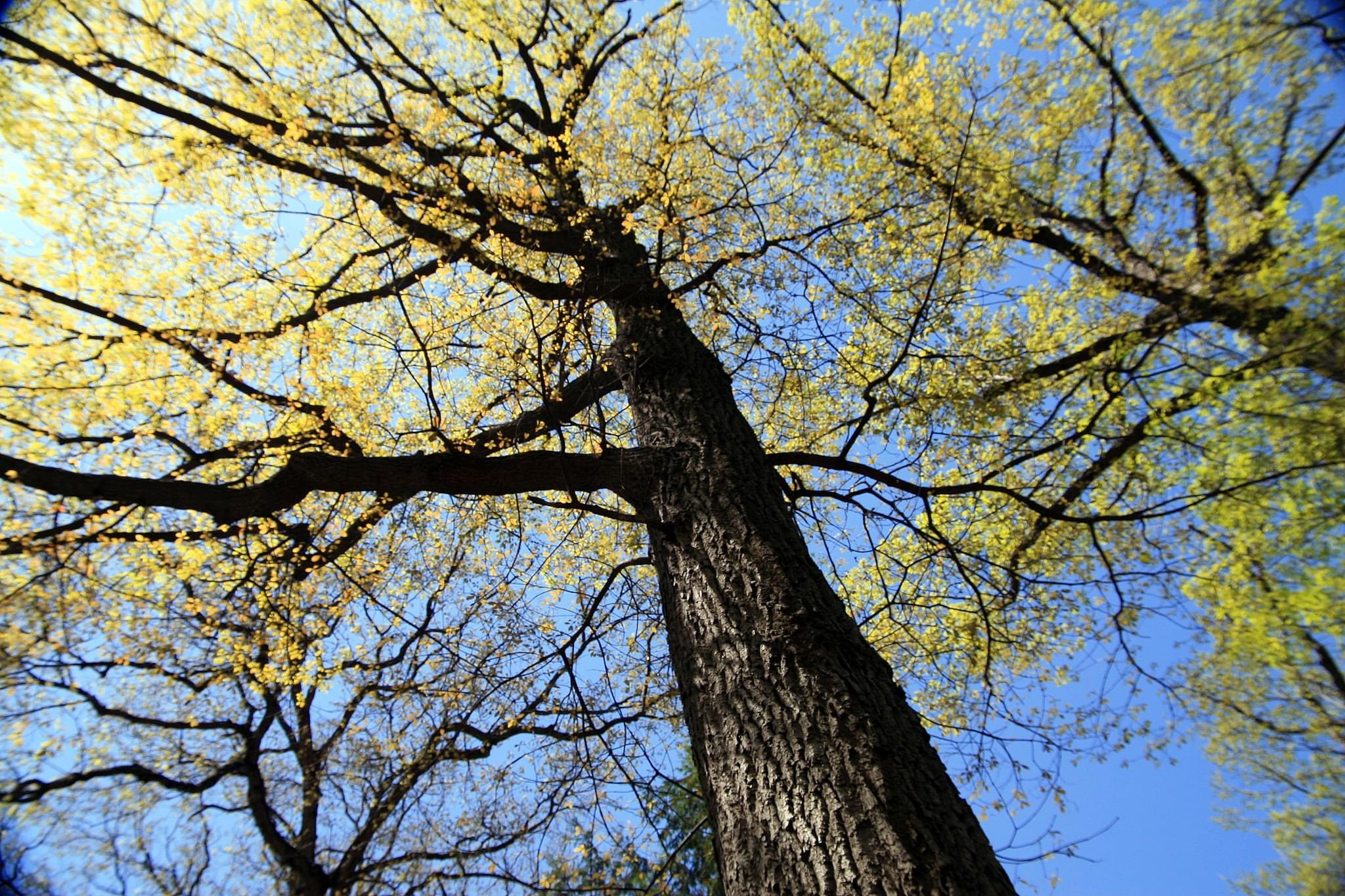 Photo by David J. Stang, CC BY-SA 4.0 <https://creativecommons.org/licenses/by-sa/4.0>, via Wikimedia Commons