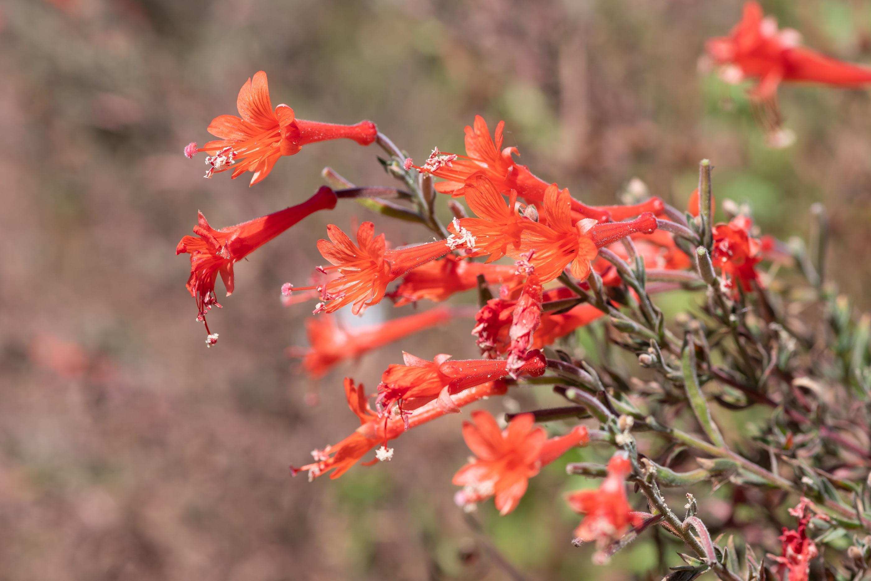 Red trumpet-shaped flowers 