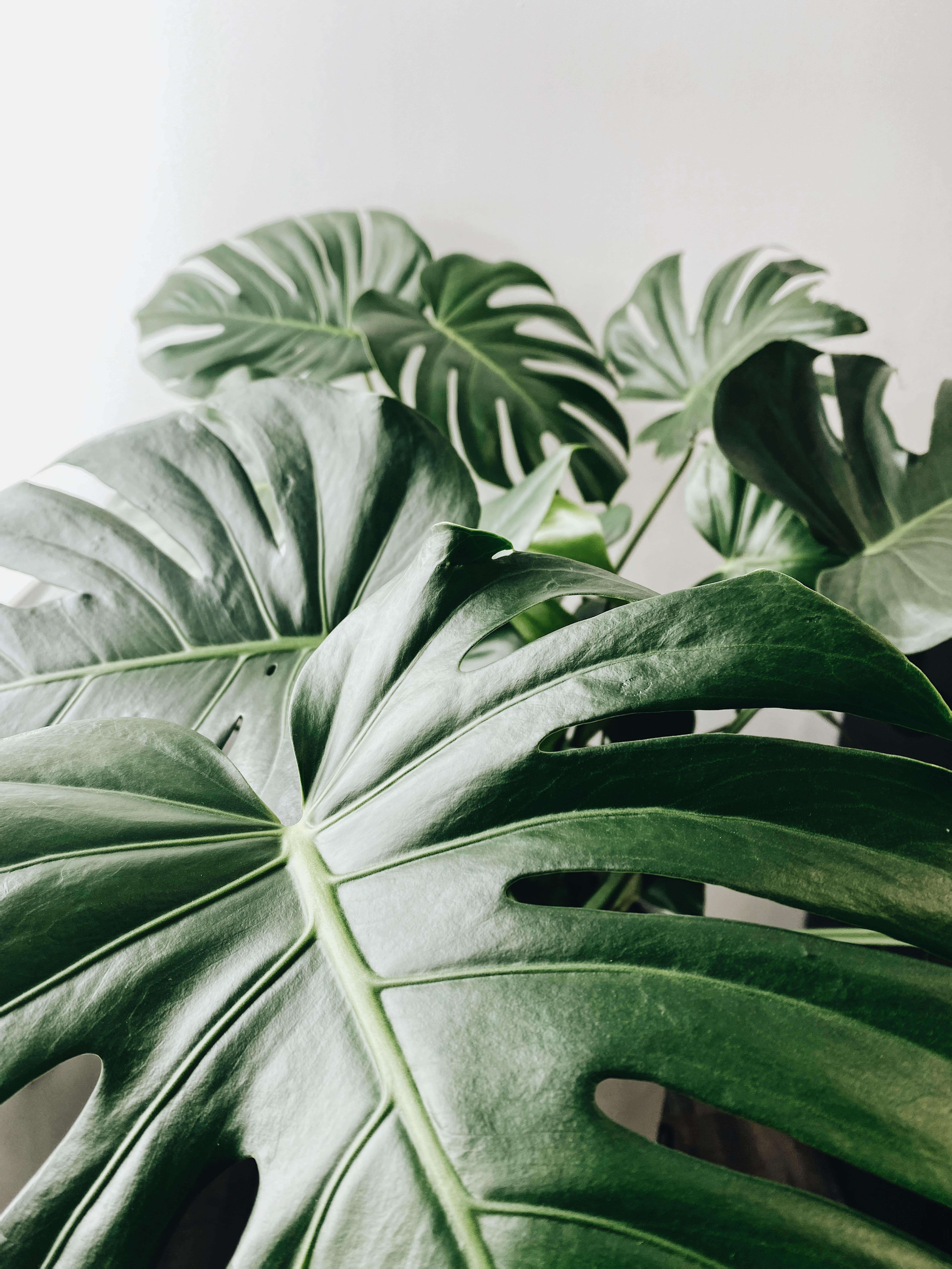 A closeup on large monstera leaves