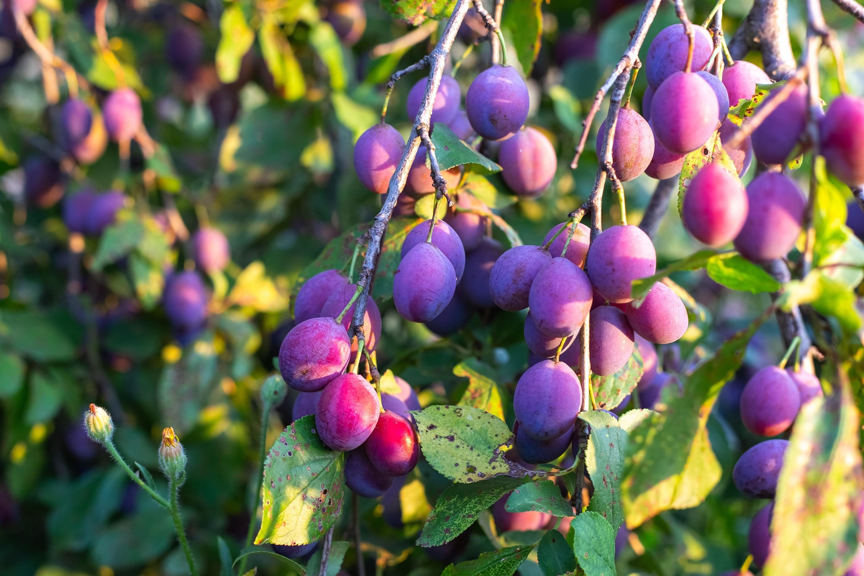 Purple-red plums on the tree in the setting sun