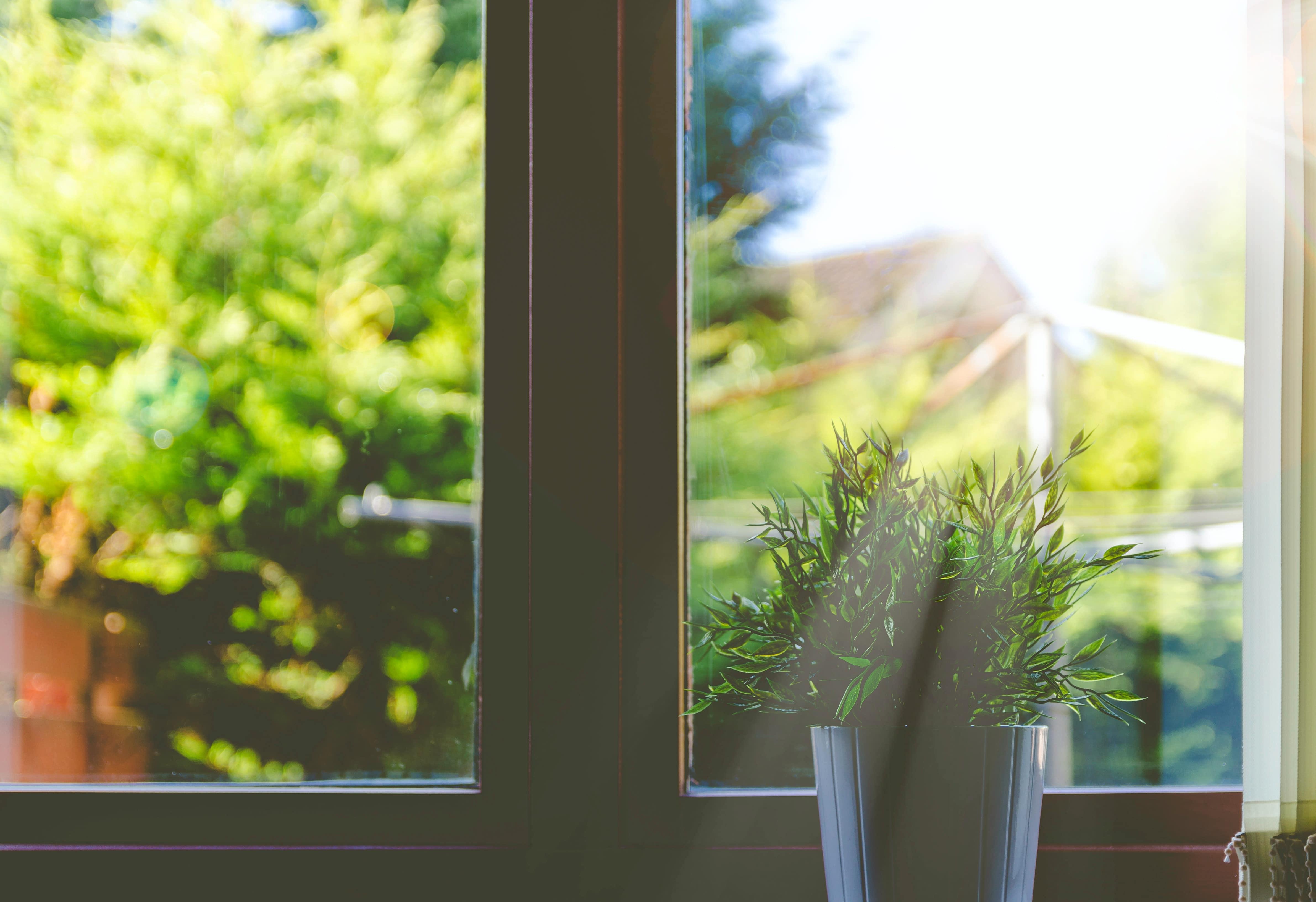 Bright sunlight shining through a window with a house plant in the foreground