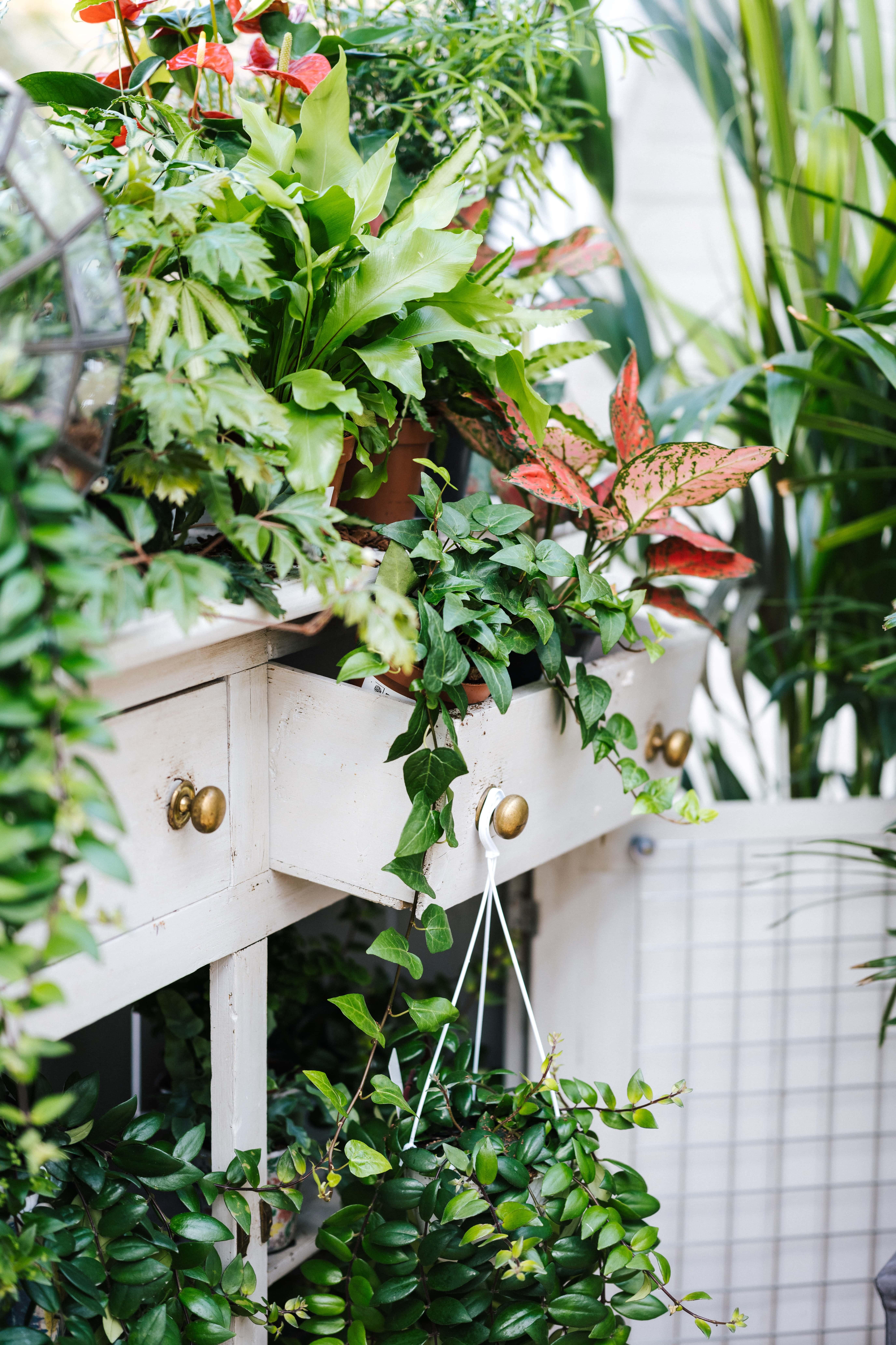 An image of houseplants spilling out of a white dresser