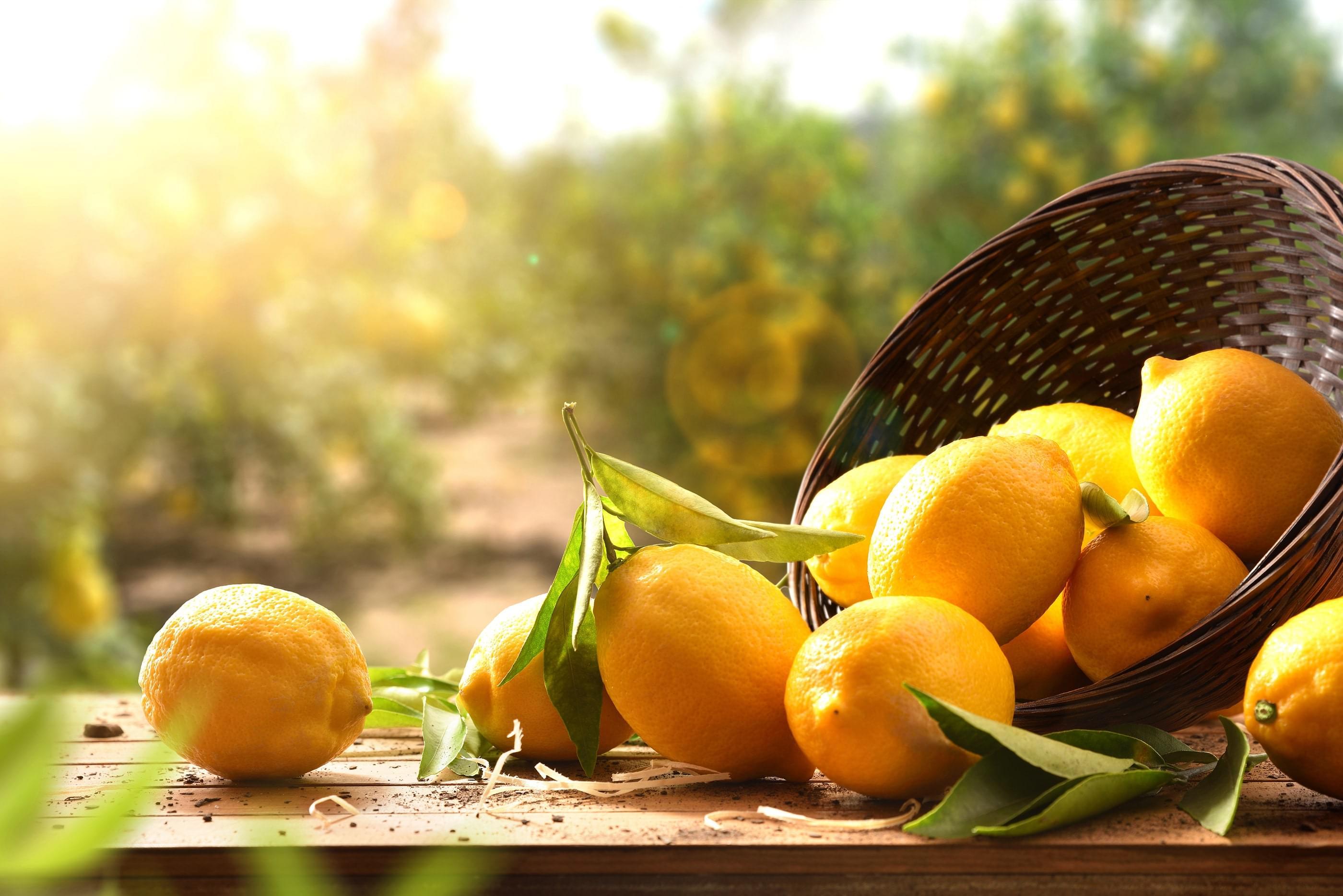 A basket spilling freshly harvested lemons onto a table in the sun