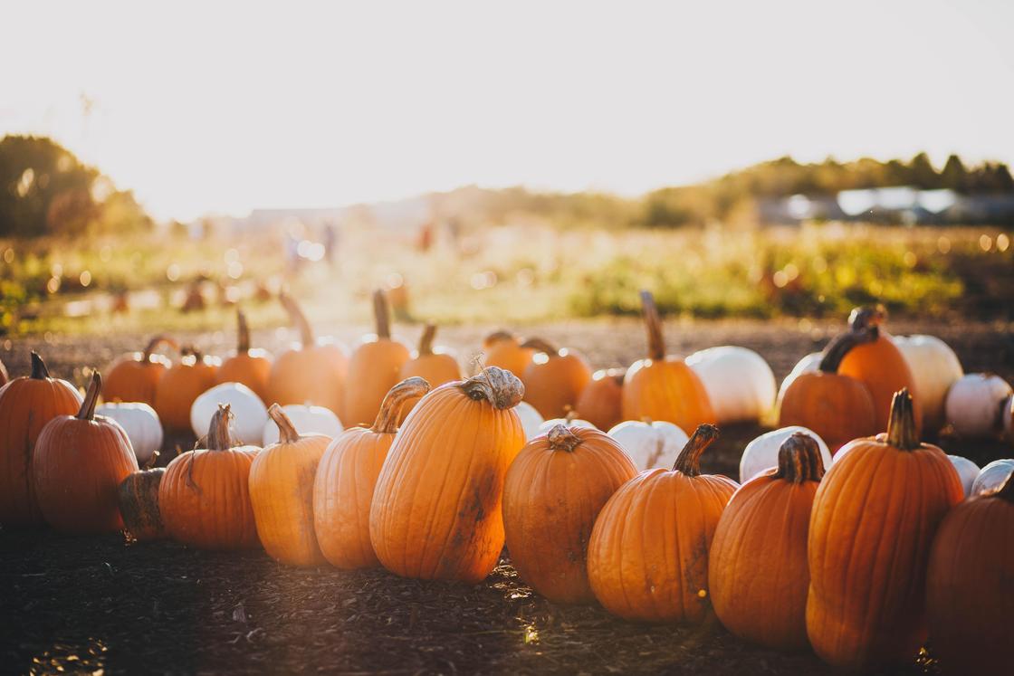 pumpkin-state-farmers-market-1 - Triangle on the Cheap