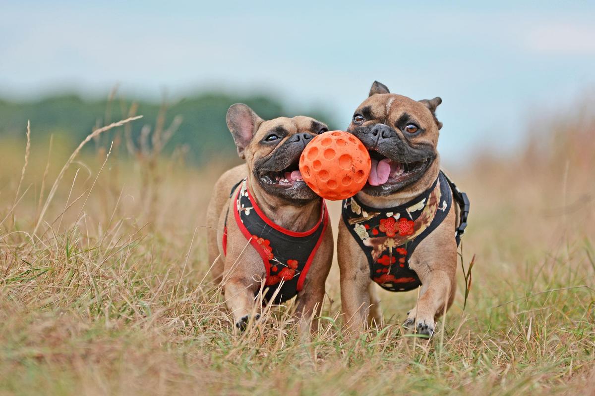 henley-area-dog-park-proposal-your-say-charles-sturt